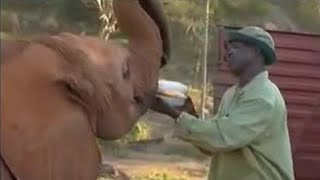 Animal Rescue | Elephants to the Reserve | BBC Studios