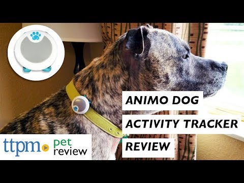 Animo Dog Activity & Behavior Monitor from Sure Petcare