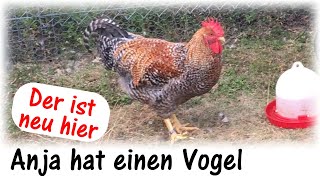 Ein neuer Hahn / Anja hat einen Vogel