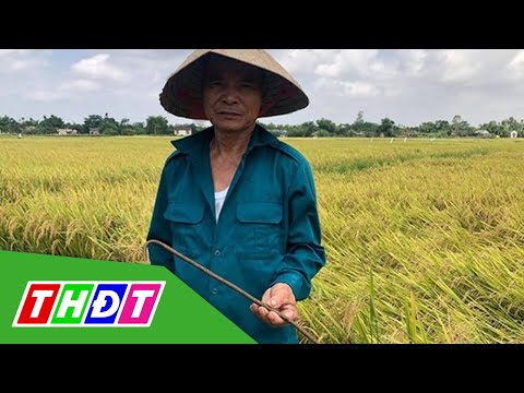 Video Gài cọc sắt giữa ruộng lúa để 