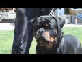 Most dangerous rottweiler attack の動画、YouTube動画。