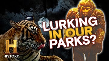 The North Carolina Bigfoot Encounter (S5) | The Proof Is Out There