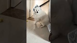 Download Lagu GUKGUK'S HEAD GOT STUCK IN THE TRASH CAN :) #shorts #funny #cutedog #fyp MP3