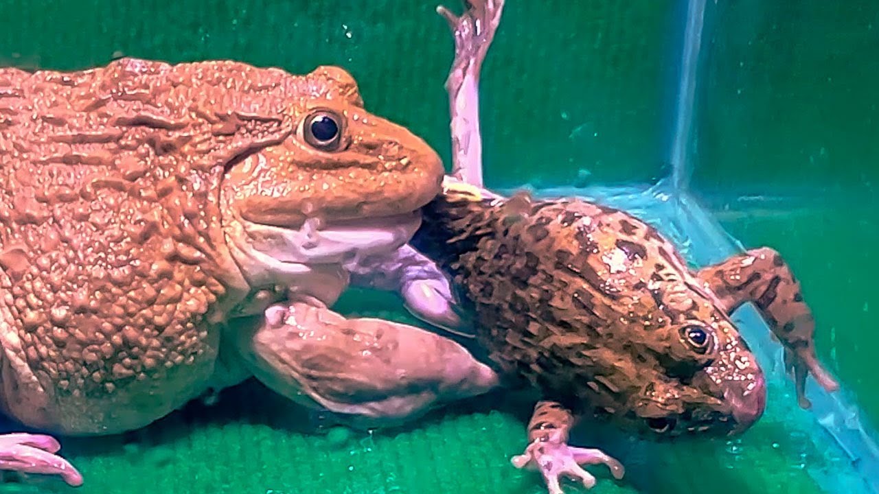 Omg!! Asian Bullfrog Eats Big Frog! Asian Bullfrog Live Feeding - YouTube