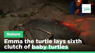 French islanders celebrate sixth egg-laying of 'Emma', a 150kg green turtle