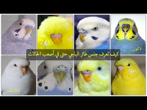 فيديو: كيف تخبر طيور الحب حسب الجنس