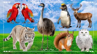 Baby farm animal moments: Parrot, Ostrich, Penguin, Deer, Lynx, Squirrel & Owl - Animals Sound by Wild Animals 4K 3,122 views 3 weeks ago 31 minutes