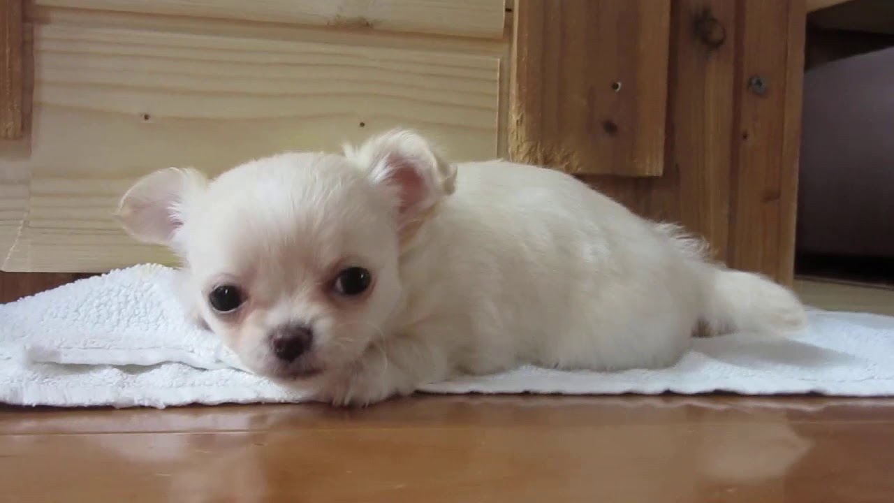 ダックス チワワのゆたか K Y Victory犬舎 ブリーダー