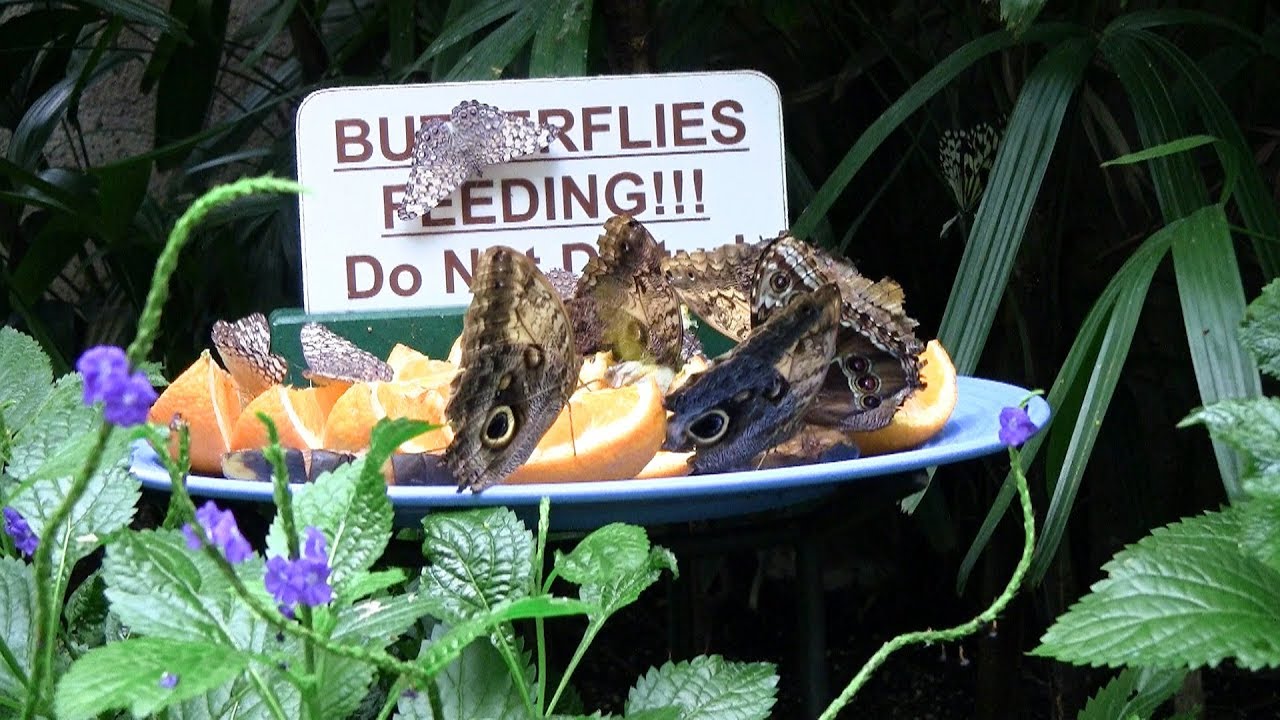 Niagara Parks Butterfly Conservatory Canada, Ontario YouTube