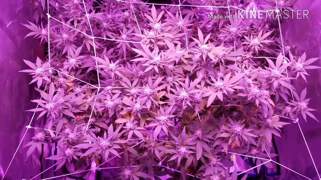 Noob Nugs' Flower Update, Shish99 in rockwool, SSG G13 in No-till living organic soil