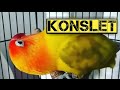 Mimpi Punya Lovebird konslet l ini dia 5 Tips Membuat dan Mencetak Lovebird Konslet Dalam 1 Minggu