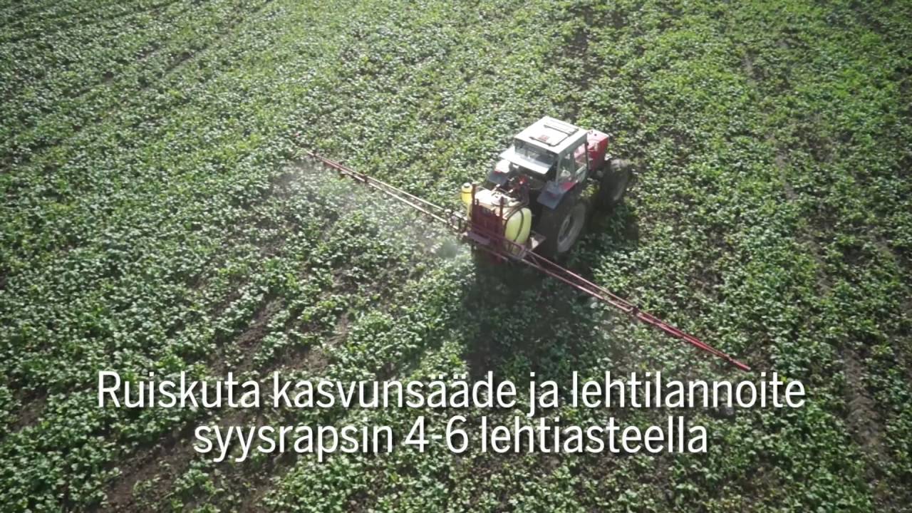 Syysrapsin kasvunsäätö ja lehtilannoitus - Syysrapsin viljelyopas