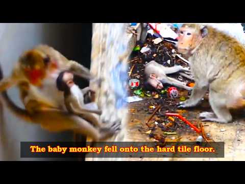 Unfortunately, the baby monkey fell from a height and its life was in danger.