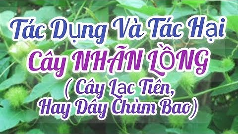 TÁC DỤNG VÀ TÁC HẠI CỦA NHÃN LỒNG ( CÂY LẠC TIÊN Hay DÂY CHÙM BAO) || @thiennhiencanh5295