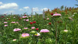 Amazing Natural Flowers Wildflowers Random Tube.