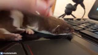Ласкины ласки - my tender weasel(Mustela nivalis)