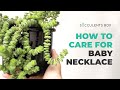 Easy tips: Crassula Baby Necklace | Crassula rupestris ssp. | String of Buttons Care Guide