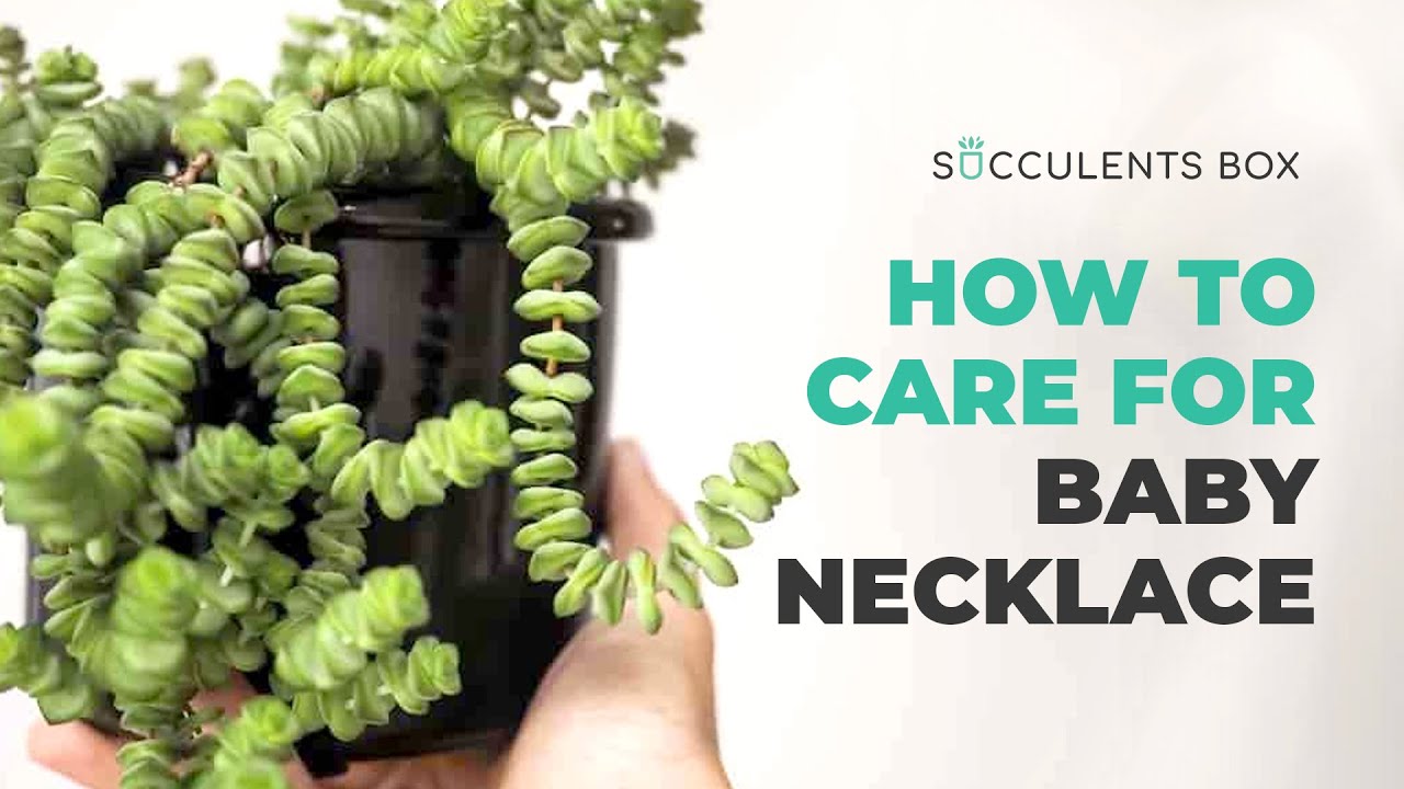 Crassula care: everything you need to know about crassula plants - Gardens  Illustrated