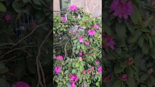 What a beauty 🌸 #nature #shorts #wiesheu #beautiful #happy #spring #garden #wonderful #sun