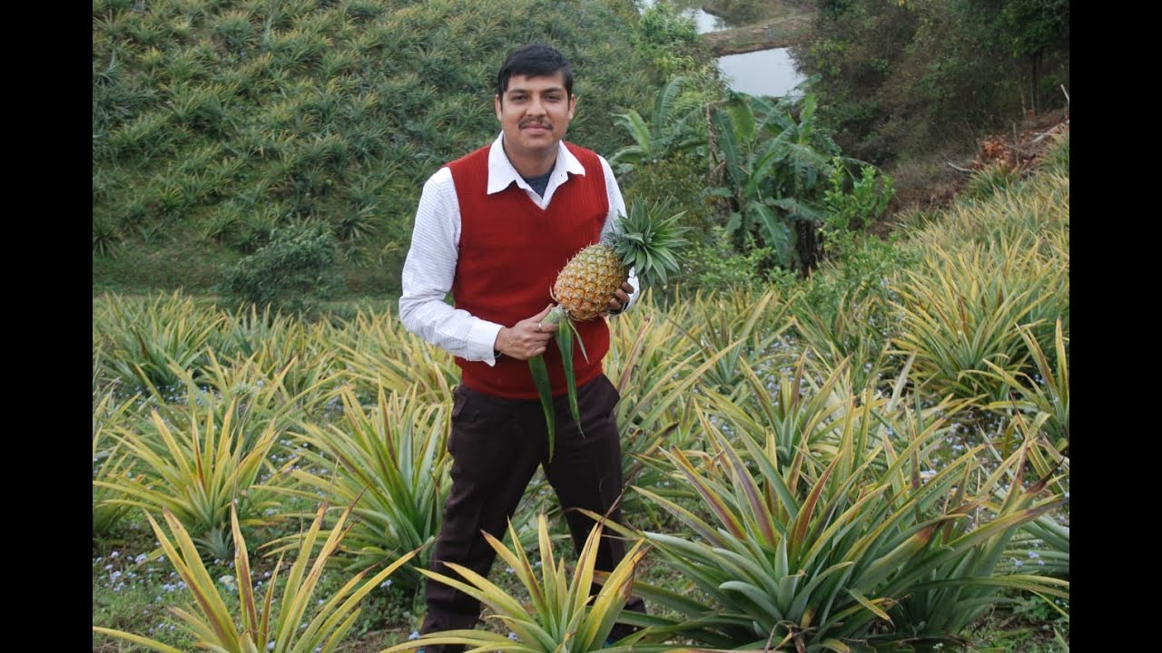 Pineapple based organic farming system Success story from farmer’s