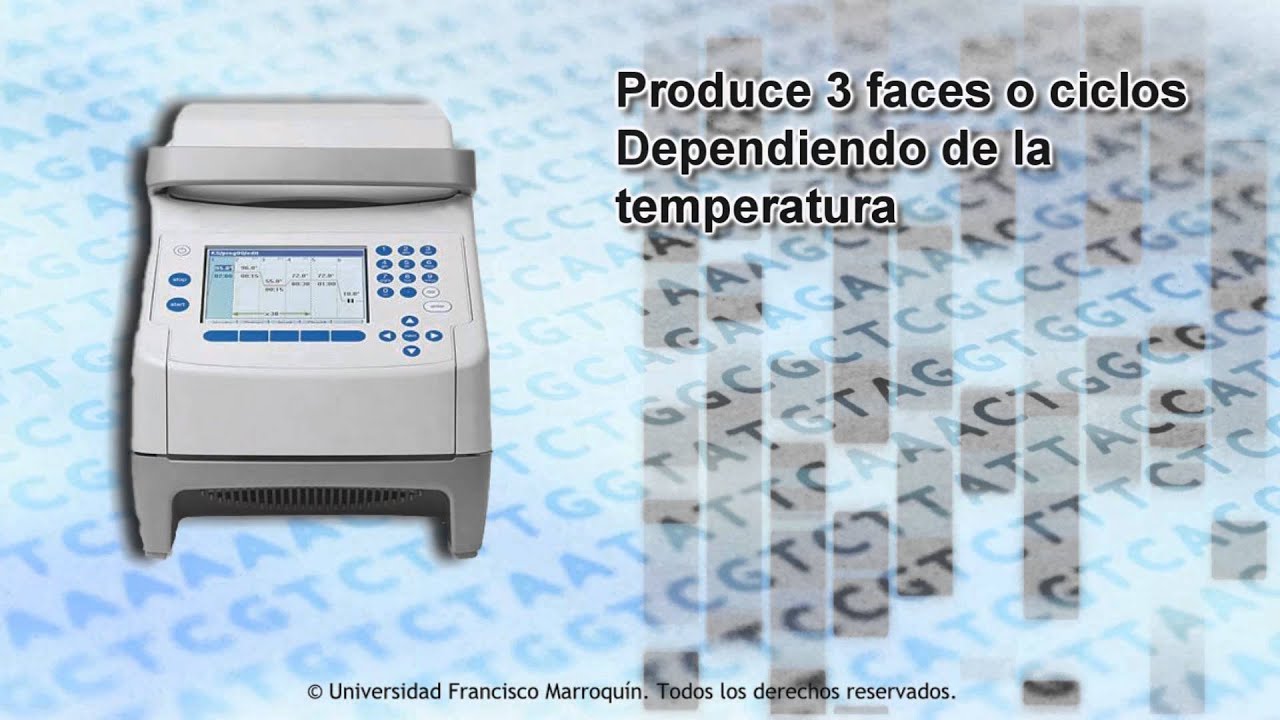 pcr-en-tiempo-real-youtube