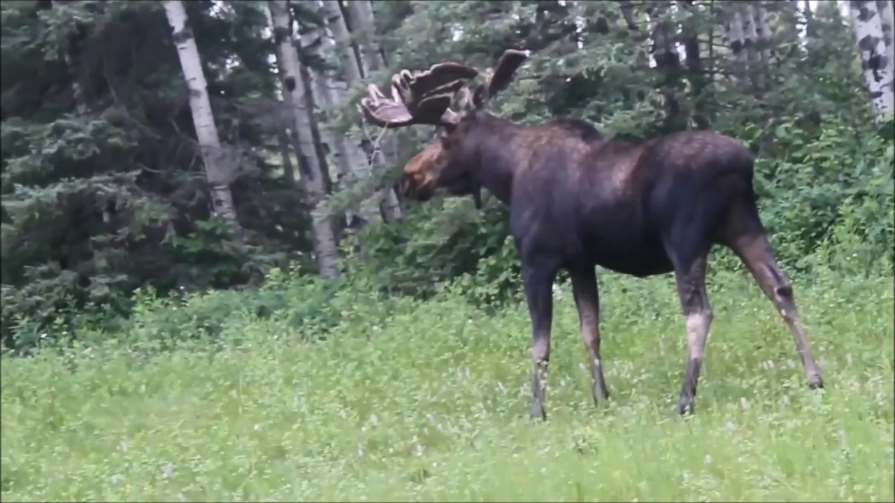 Here's My Canada: Touring for wildlife: enter Mr. Moose - YouTube