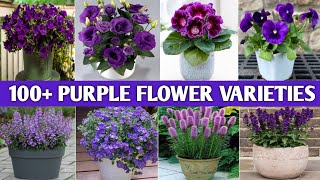 100+ Purple  Flower Houseplants | Purple Flowering Plants and Identification | Plant and Planting