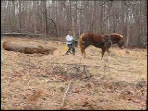 Joe Hammons-Logging with Horses & Mules