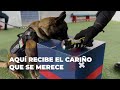 Molly es nuestra brillante y fiel compañera de la Unidad Canina. Todos en la #SSC la queremos mucho