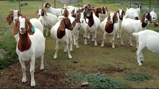बाख्रा पालन सम्बन्धि कुराकानी||Goat Farming in Nepal