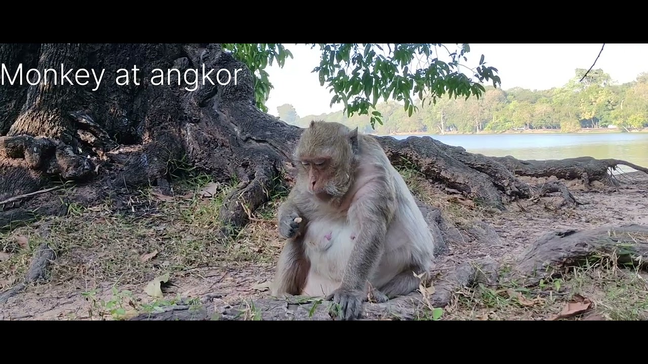 Monkey Leyla show - YouTube