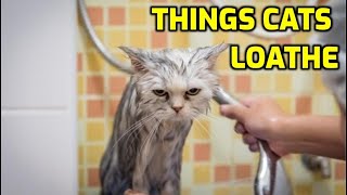10 Things Cats Absolutely Hate (And Why)!
