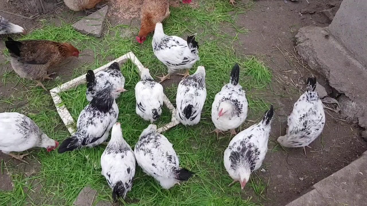 Toyuqlarin zeif yumurtlamasinin sebebleri.