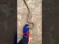 कितनी बुरी तरह काटा#short #shorts #bijnorsnakesaver #viral