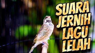 MASTERAN BLACKTHROAT GACOR SUARA JERNIH LAGU MIJI - MIJI FAVORITE