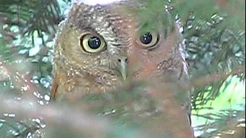 Screech owl family