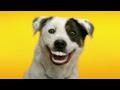 Pedigree Denta Stix: Zubní protézy pro psy [reklama]