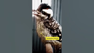 Tembakan Pelatuk Bawang | Pelatuk Sampit / Pelatuk Beras #pelatukgacor