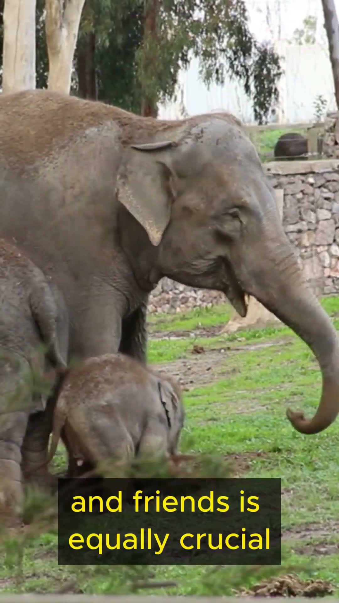 Life Lessons from Elephants   Part 1 #shorts  #lifelesson #personalgrowth #wisdom #elephants #family