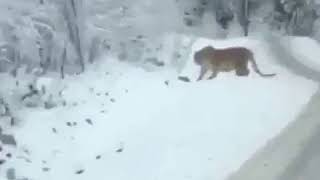 Encountering a Siberian Tiger crossing the road