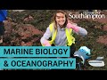 Study marine biology and oceanography  university of southampton