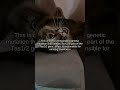 Did You Know cats can't taste sweetness? #Shorts