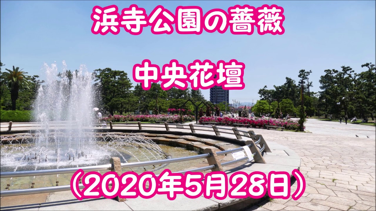 浜寺公園の薔薇 中央花壇 2020年5月28日 Youtube 浜寺公園の薔薇 中央花壇 2020年5月28日 Youtube