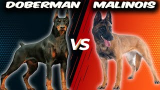 Doberman Pinscher VS Belgian Malinois - Comparison