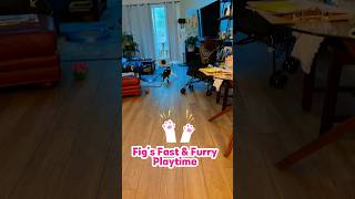 Next Episode:  Balls, Skids & Birdie Bites! | Fig’s Fast & Furry Playtime 🐱#FigtheCat #catvideos