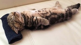 「猫かわいい」 すごくかわいい子猫 - 最も面白い猫の映画 #253