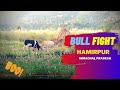 Bull fight in Himachal Pradesh. Bull Fighting In Farm