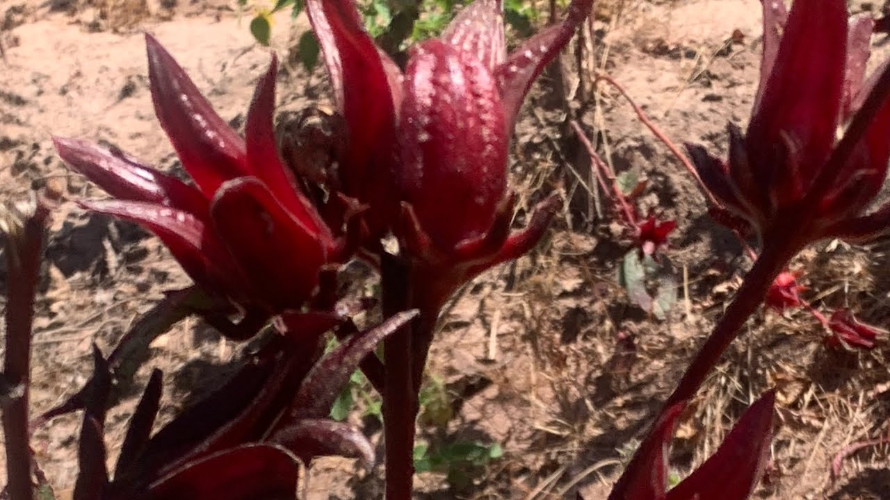 Visite de Dr Abdoulaye FATY au champ de Vito de ses amazones et les jeunes Boucalistes 