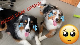 Dogs Barking and Howling  Australian Shepherds being Dramatic