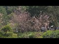 Cherry Blossom Festival draws big crowds to Balboa Park